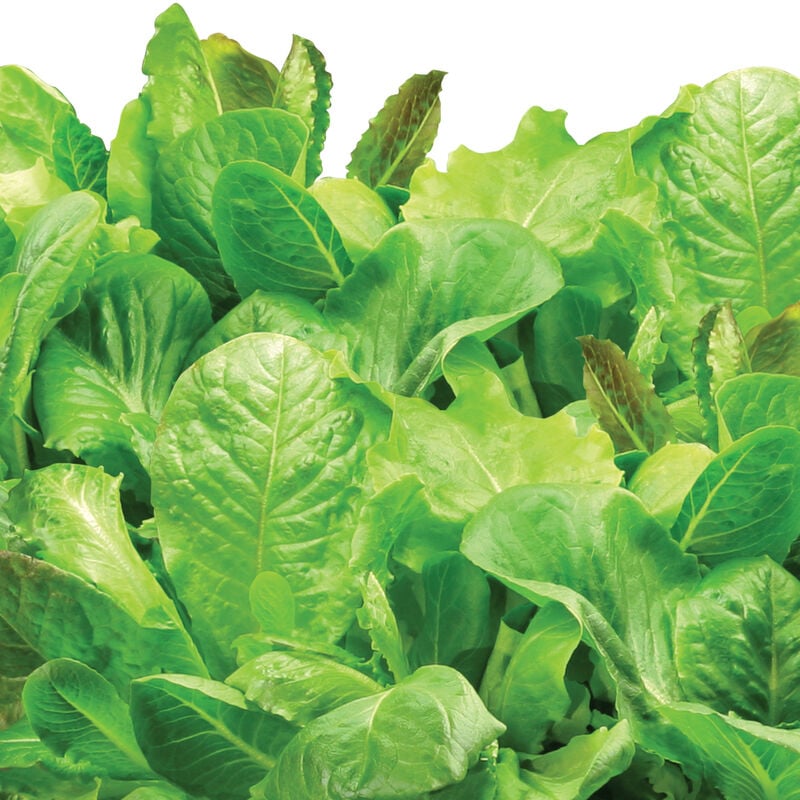 Salad Greens Seed Pod Kit image number null